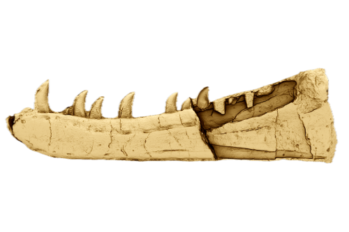 Using modern digital scanning techniques the researchers were able to shed new light on the fossil jawbone